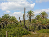 Vai palm forest