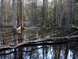Forest flooded by beavers, Slitere National Park, Latvia