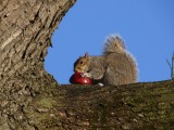 Squirrel near the Capitol Hill