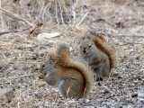 Gooseberry falls