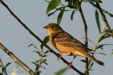 Ortolan Bunting