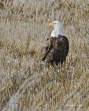 Bald Eagle Lincoln County