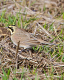 Horned Lark