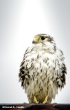 Prairie Falcon