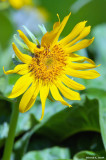 Arrowleaf Balsamroot