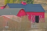 Red Barns