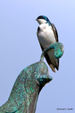 Birds of a Feather