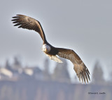 Coeur dAlene Eagle