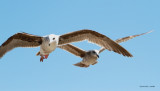 Sea Gull Formation