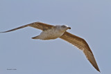 Western Gull