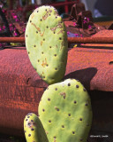 Cactus and Tractor