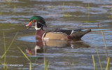 Wood_Duck