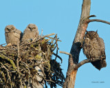 GREAT HORNED OWL'S NEST