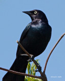 Brewer's Black Bird