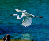 Egret