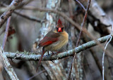 Cardinal