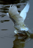 Snowy Egret