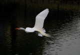 Egret
