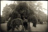 Kodak Baby Brownie 127