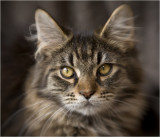 Zorro
