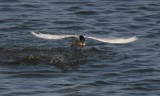 manip_IMG_6610-2.JPG