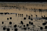 manip_IMG_7191.JPG