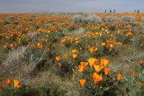Antelope Valley Poppy