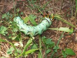 Anybody know what this creature is?  Its about 3 inches long