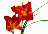 2 Red Lillies