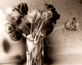 Tulips in Vase, cross processed film