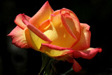 IMG_2307 roses.jpg