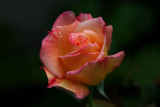 IMG_6256 roses.jpg