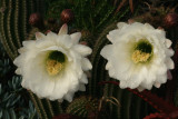 IMG_7474 fl.jpg