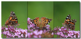 Triptych Painted Lady.jpg