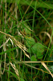 grasshopper2.jpg