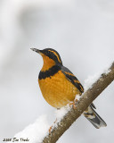 Varied Thrush