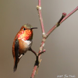 Rufous Hummingbird