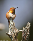 Rufous Hummingbird