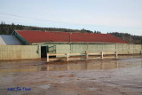 4-H Cow Barn, Note Roof line
