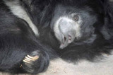 Sloth Bear