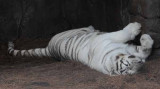 White Tiger Sleeping