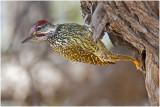 Golden-tailed Woodpecker