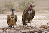 Comparitive sizes WB vulture (left) and LF vulture (right)