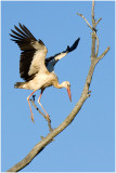 White Stork