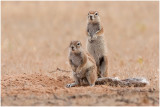 Ground squirrels