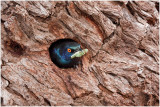 Glossy starling in woodpeckers hole