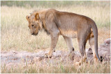 Lion at Craig Lockardt waterhole