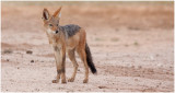 Blackbacked Jackal