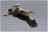 White Stork