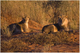 Lions in Early Morning Sun